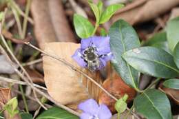 Image of Anthophora pacifica Cresson 1879