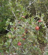 Image of Putterlickia pyracantha (L.) Szyszylowicz