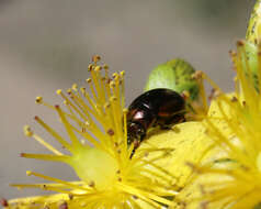 Imagem de Chrysolina (Spheromela) varians (Schaller 1783)