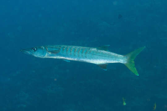 Image of Jello barracuda