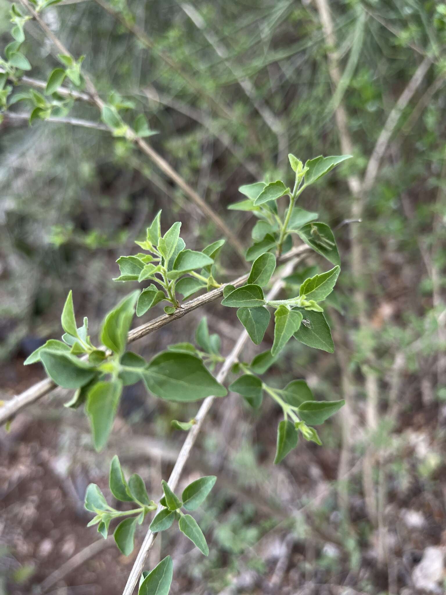 Image of Premna mooiensis (H. Pearson) W. Piep.