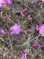 Image de Rhododendron mucronulatum Turcz.