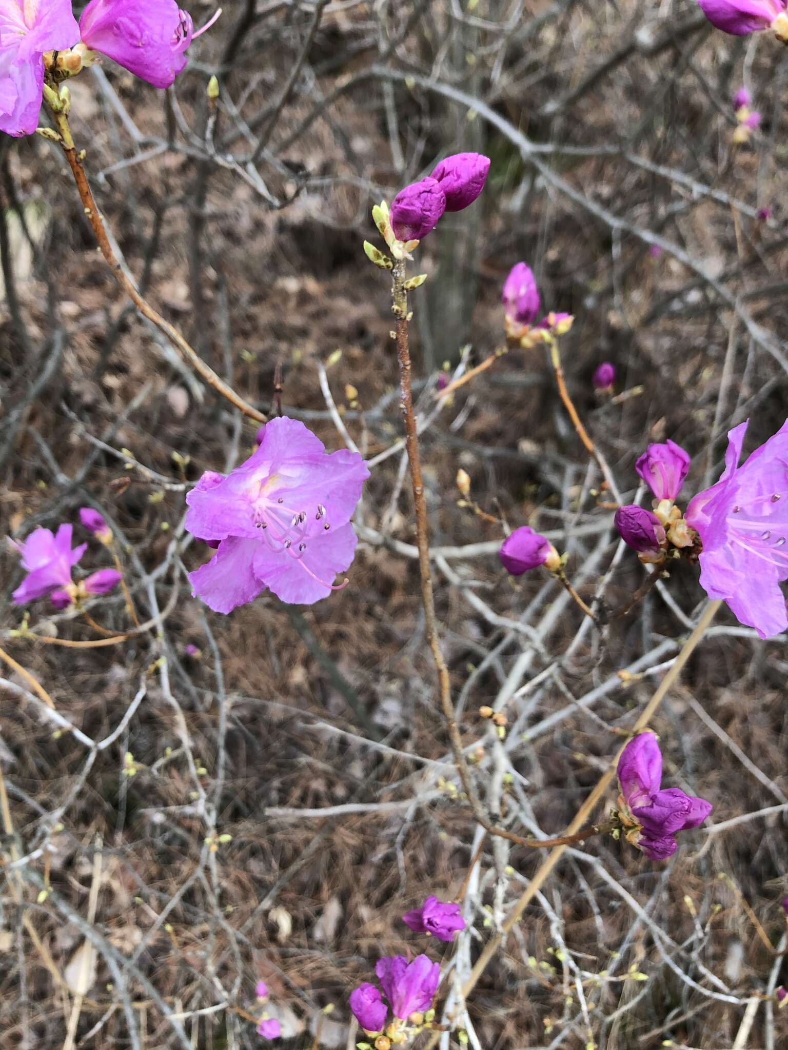 Image de Rhododendron mucronulatum Turcz.