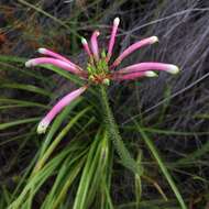 Plancia ëd Erica fascicularis L. fil.