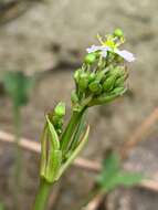 Imagem de Alisma plantago-aquatica subsp. plantago-aquatica