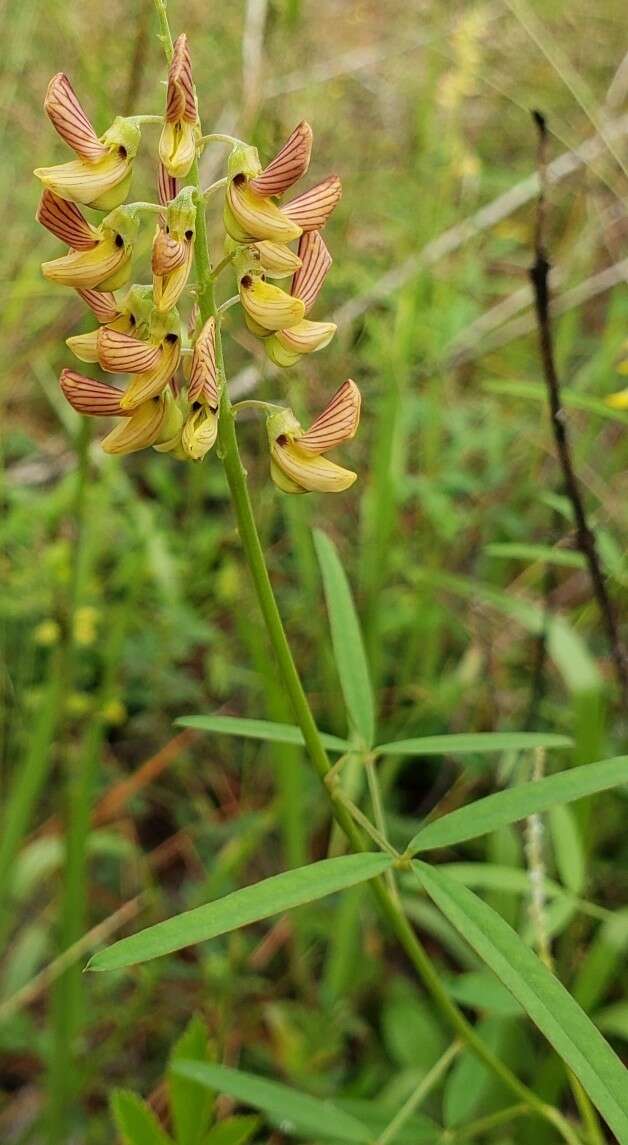 Image of lanceleaf rattlebox