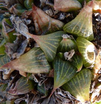 Слика од Haworthia retusa (L.) Duval