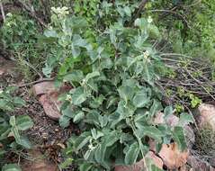 Image of Ipomoea albivenia (Lindl.) Sweet