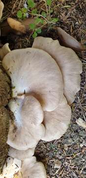 صورة Pleurotus parsonsiae G. Stev. 1964