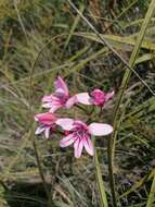 Image of Tritonia flabellifolia (D. Delaroche) G. J. Lewis