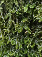 Image of Cliff Scalewort