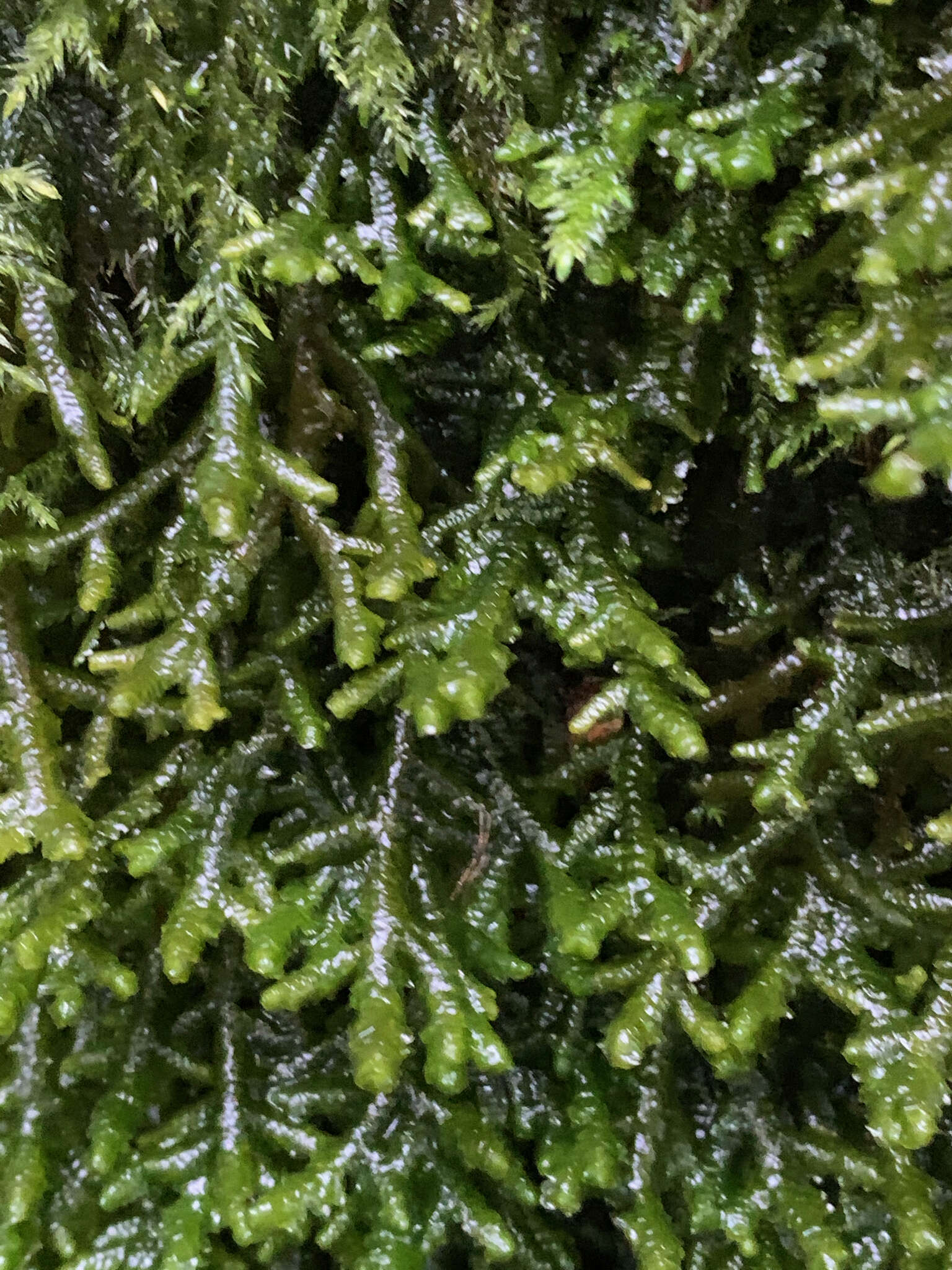 Image of Cliff Scalewort