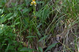 Imagem de Digitalis laevigata Waldst. & Kit.