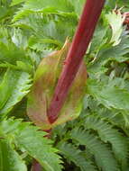 Image de Melianthus major L.