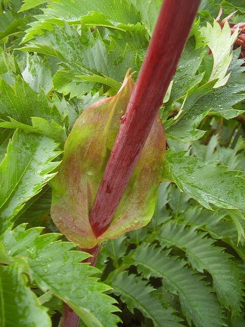 Image de Melianthus major L.