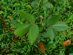 Flemingia macrophylla (Willd.) Merr. resmi