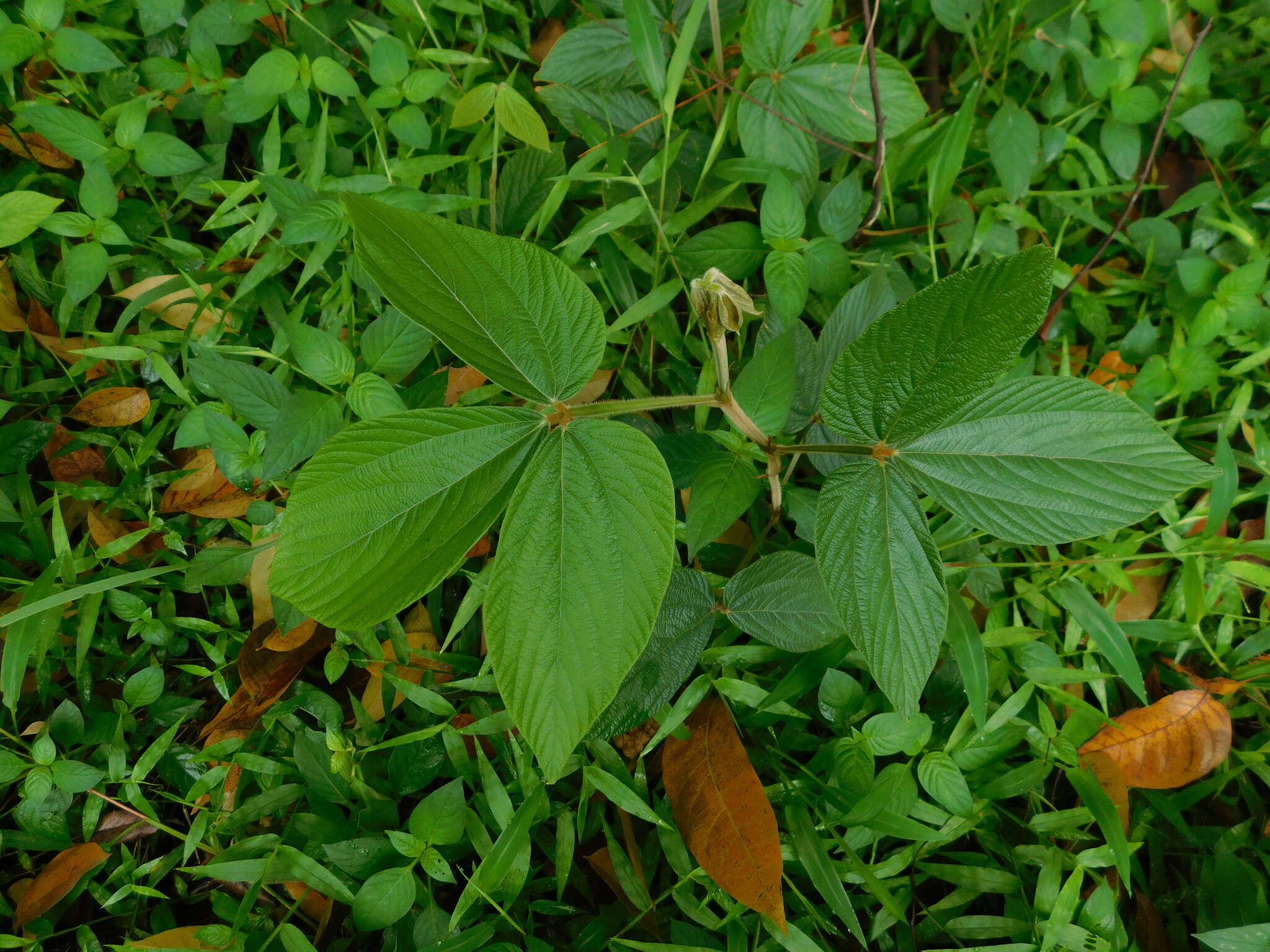 Слика од Flemingia macrophylla (Willd.) Merr.