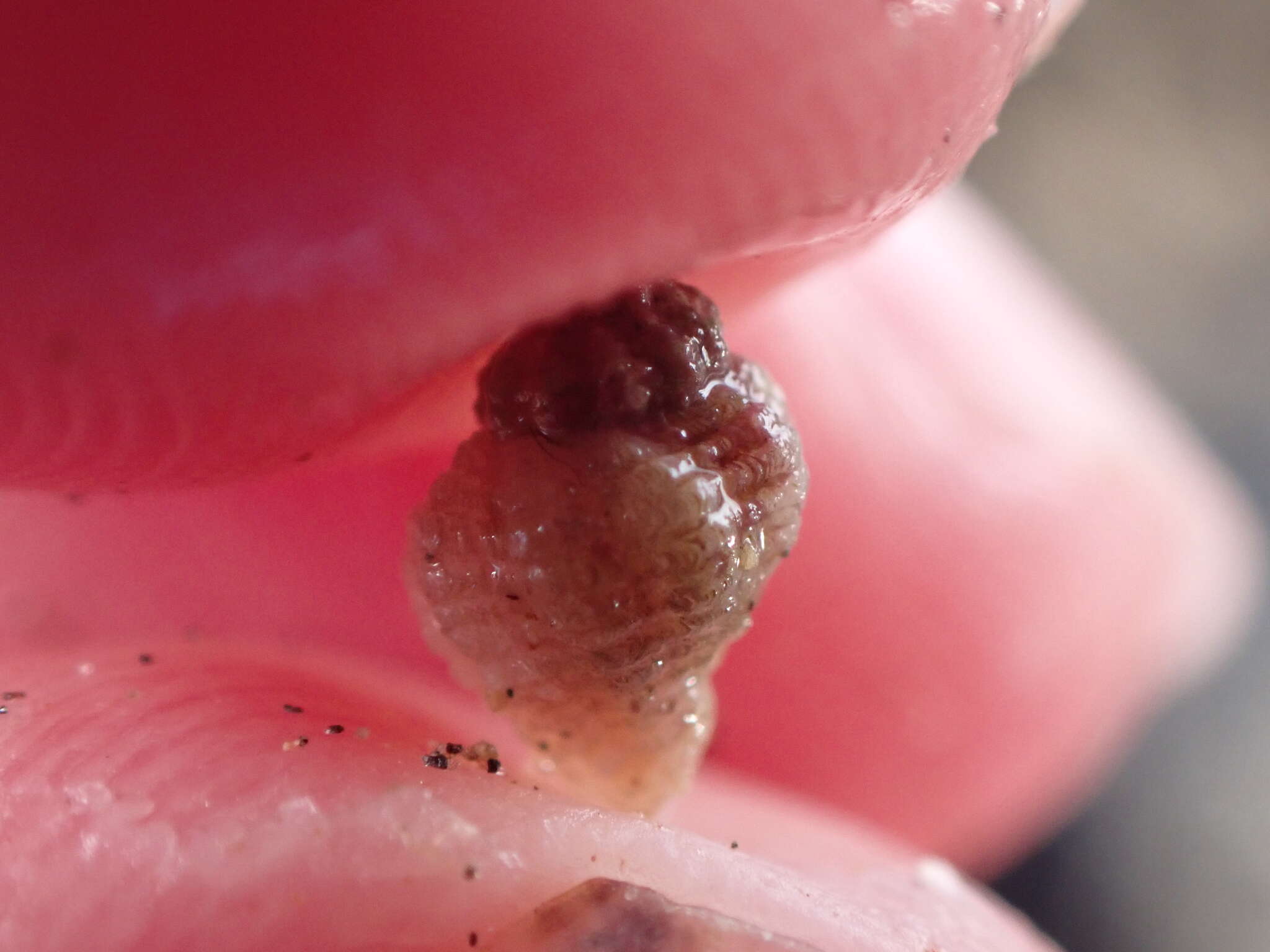 Image of lamellose coral shell