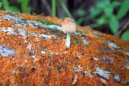 Coprinellus domesticus (Bolton) Vilgalys, Hopple & Jacq. Johnson 2001的圖片