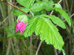 Image of salmonberry