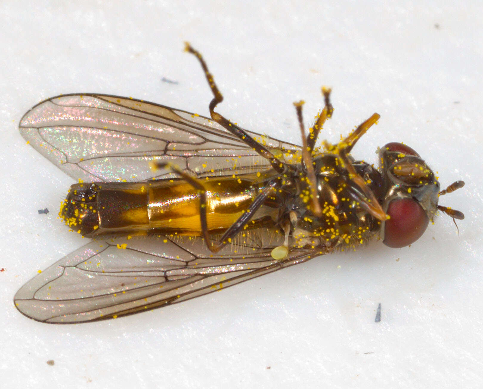 Image of Melanostoma mellina