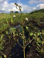 Image of Common Water-plantain