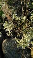 Image of Eupatorium formosanum Hayata