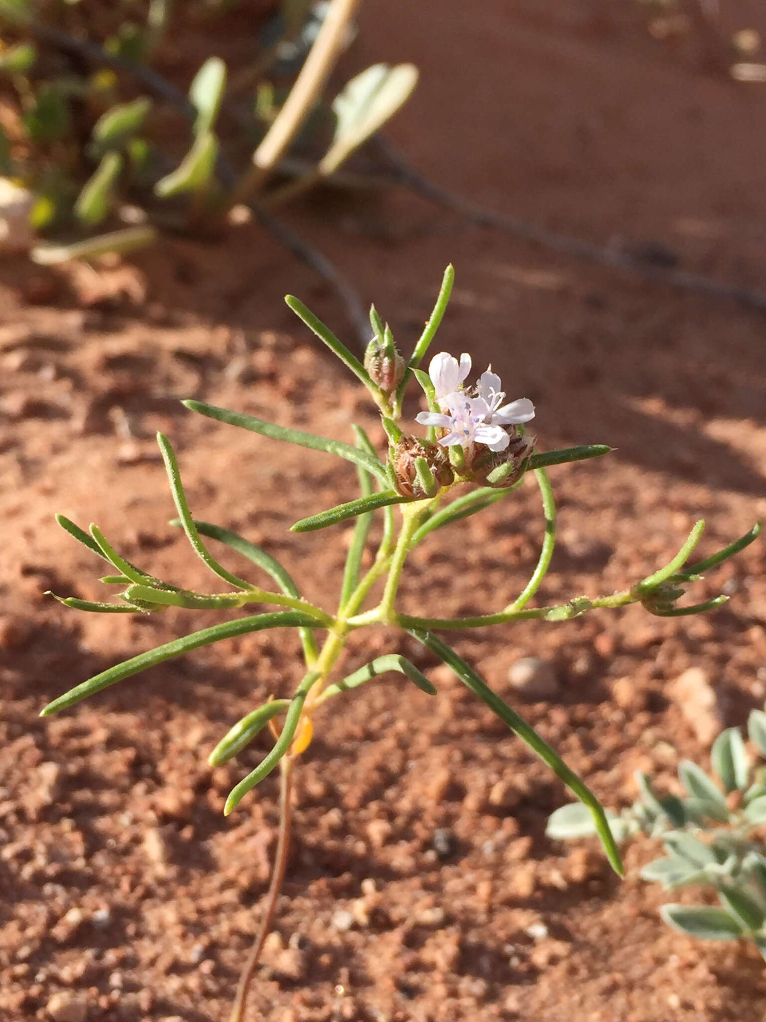 Image of sanddune ipomopsis