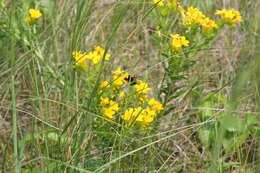 Image of Northern Amber Bumble Bee