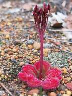 Image of Drosera erythrorhiza subsp. squamosa (Benth.) N. Marchant & Lowrie