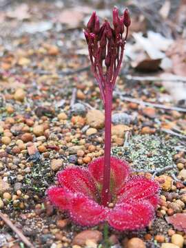 Image of Drosera erythrorhiza subsp. squamosa (Benth.) N. Marchant & Lowrie