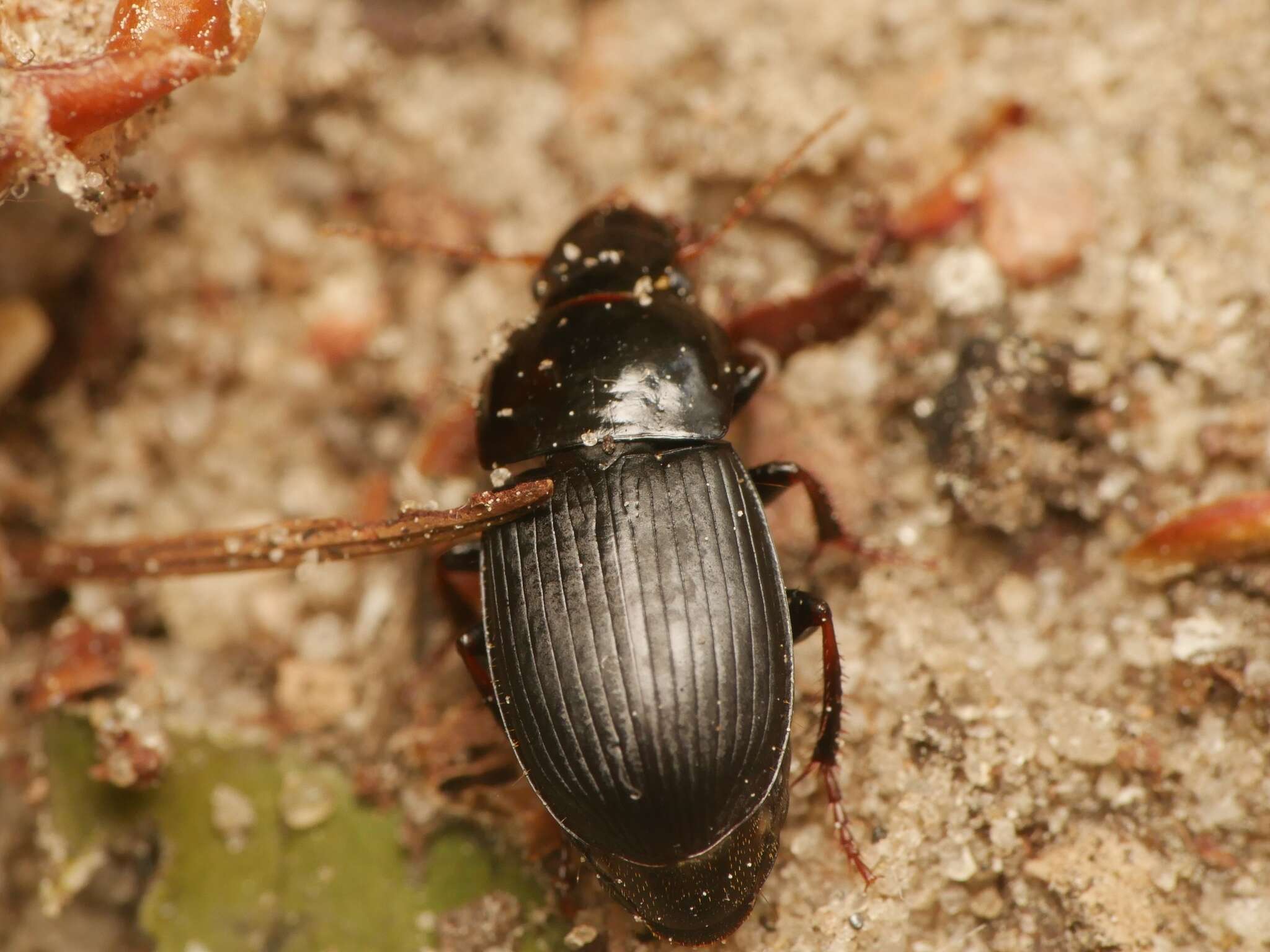 Image of Harpalus (Harpalus) tardus (Panzer 1796)