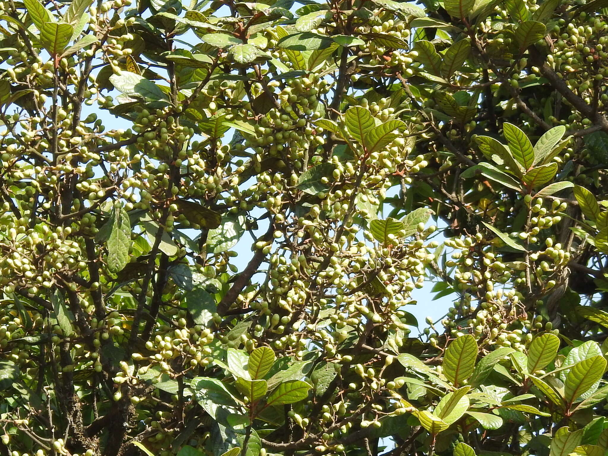 Image of Litsea floribunda (Bl.) Gamble