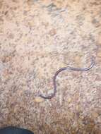 Image of Beaked Blind Snake