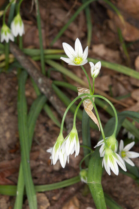 Image of Italian Garlic