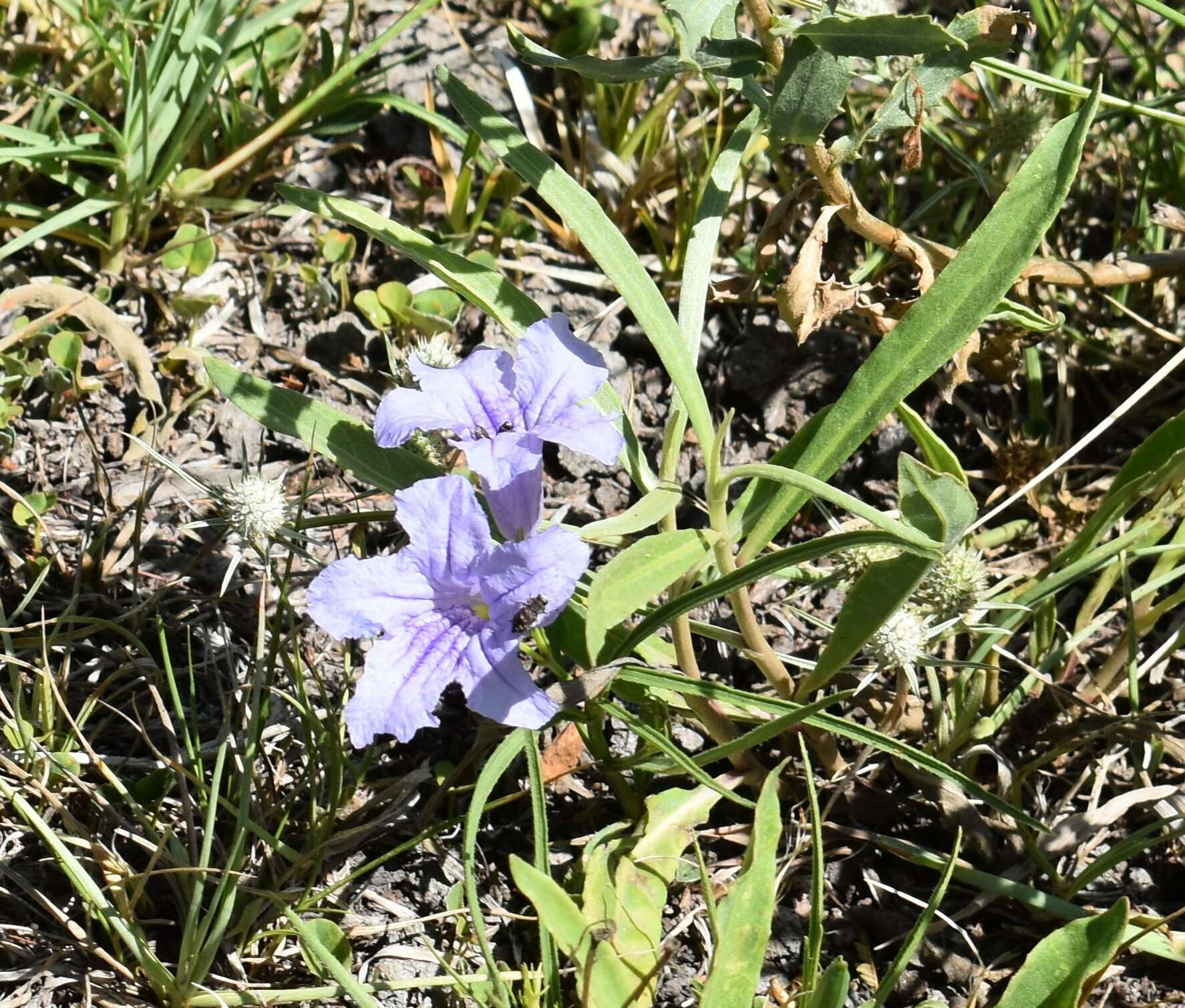 Plancia ëd Ruellia erythropus (Nees) Lindau