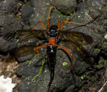 Image of Tanyptera (Tanyptera) dorsalis (Walker 1848)