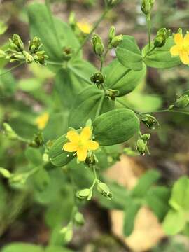 Imagem de Hypericum mutilum L.