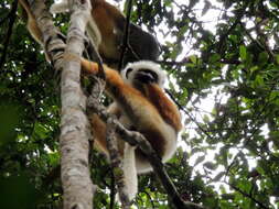 Image of Diadem Sifaka