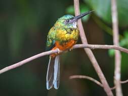 Image of Green-tailed Jacamar