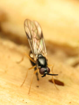 Image of Rachicerus nitidus (Johnson 1903)