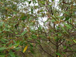 Image of Asterolasia correifolia (A. Juss.) Benth.