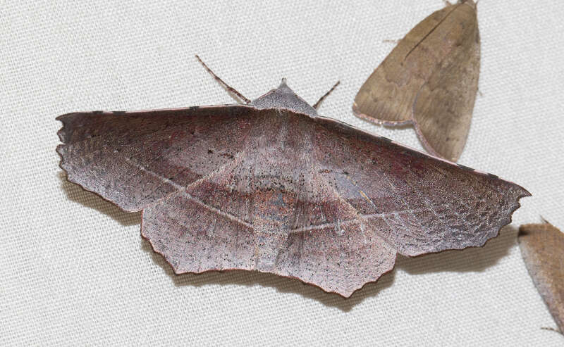 Image of Oenochroma vetustaria Walker 1860