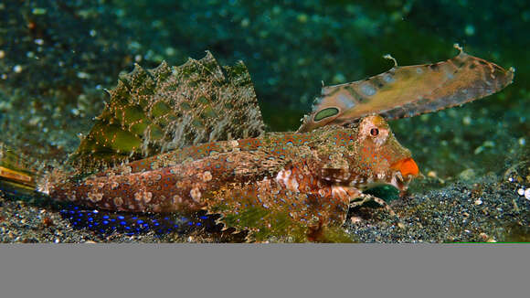 Image of Orange and black dragonet