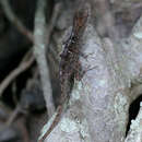 Anolis jubar cocoensis Estrada & Garrido 1990 resmi