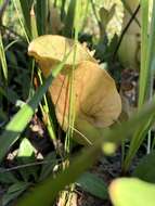 Image of Rosy Pitcherplant