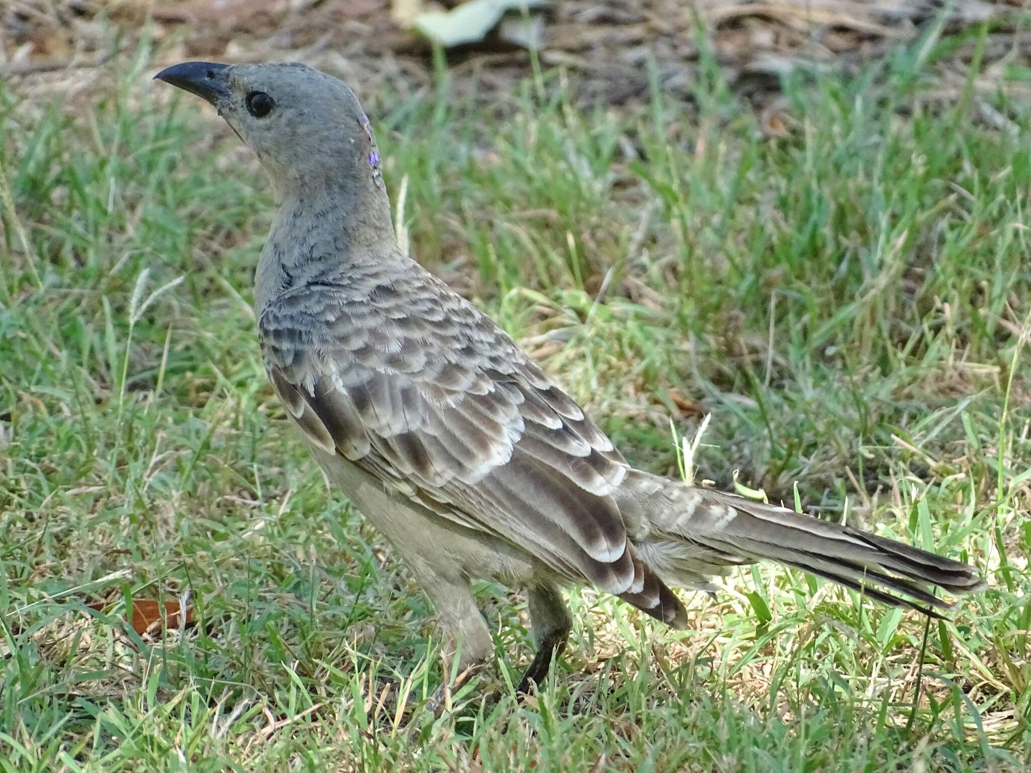 Image of Great Bowerbird