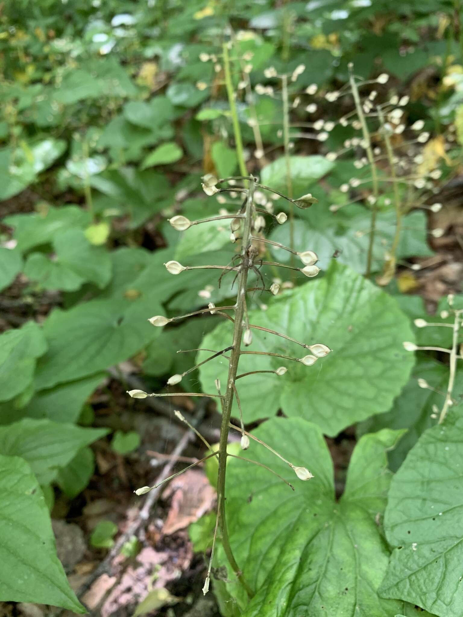 Imagem de Pachyphragma macrophyllum (Hoffm.) N. Busch