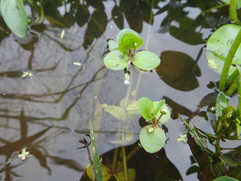 Image of disk waterhyssop