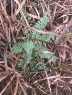 Imagem de Astragalus bibullatus Barneby & E. L. Bridges